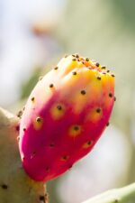 Huile de Pépins de Figue de Barbarie d'origine BIO – Anti-Âge Naturel | 15 ml – Image 2