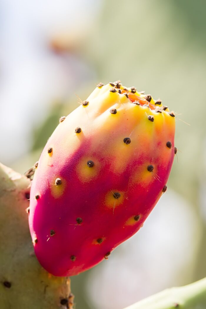 Huile de Pépins de Figue de Barbarie bio - Soin visage & anti-âge naturel  | 15 ml – Image 2