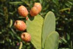Huile de Pépins de Figue de Barbarie d'origine BIO – Anti-Âge Naturel | 15 ml – Image 2